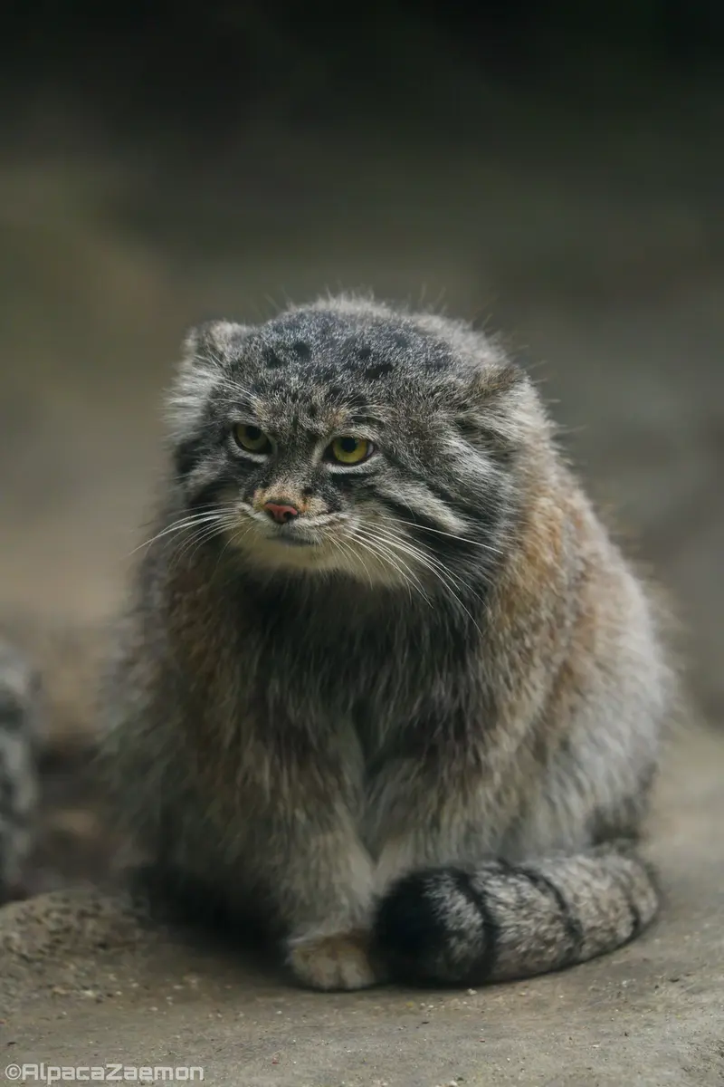 Фотография Нара в Царстве Животных Кобе