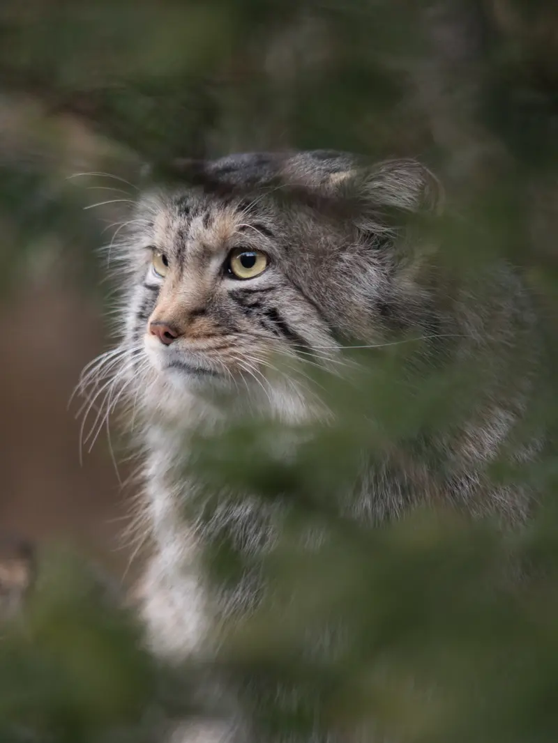 Фотография Нагому в Царстве Животных Насу