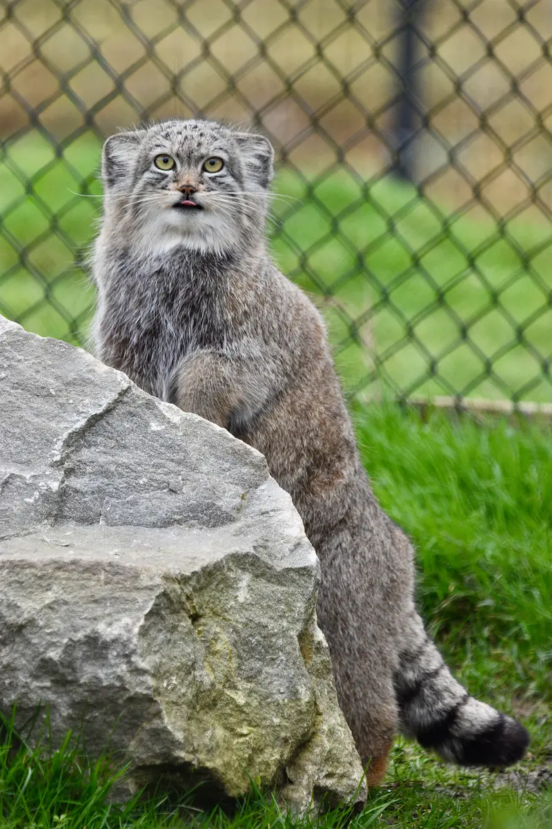 Фотография Хараа в Парке диких животных Порт-Лимпн