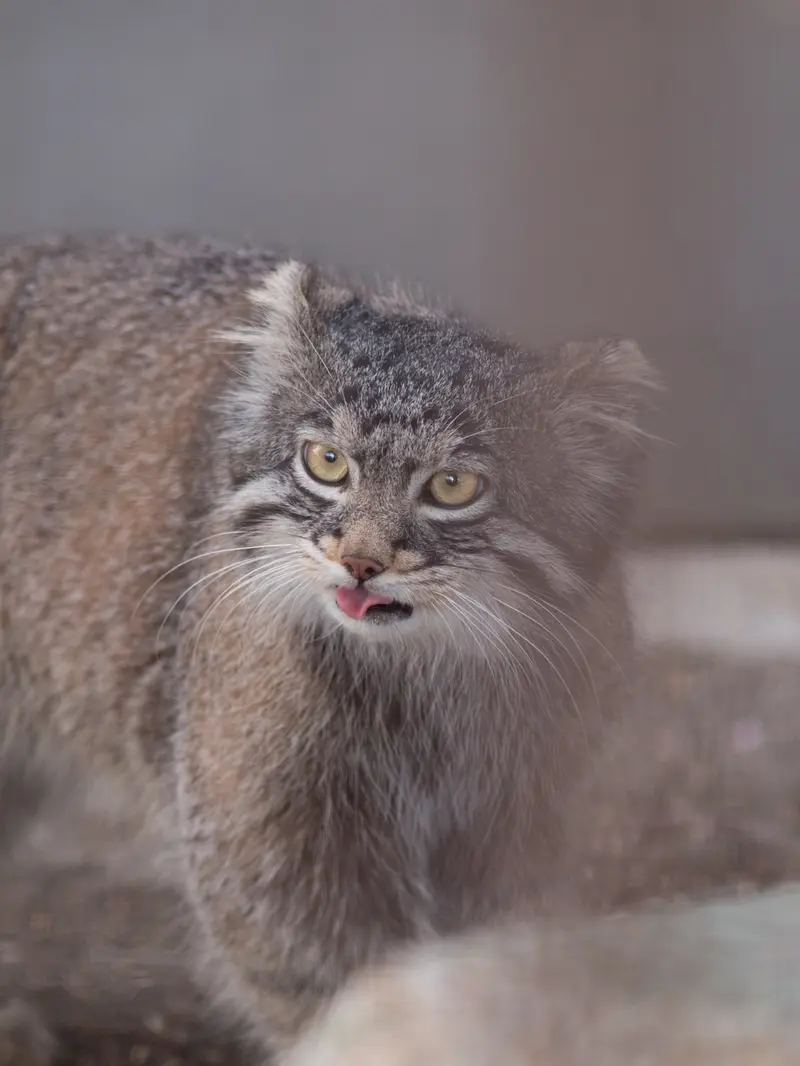 Фотография Фиги в Зоопарке Ногеяме