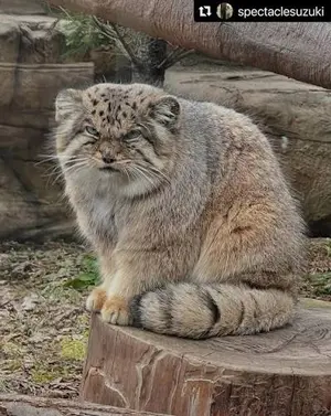 Фотография с манулом