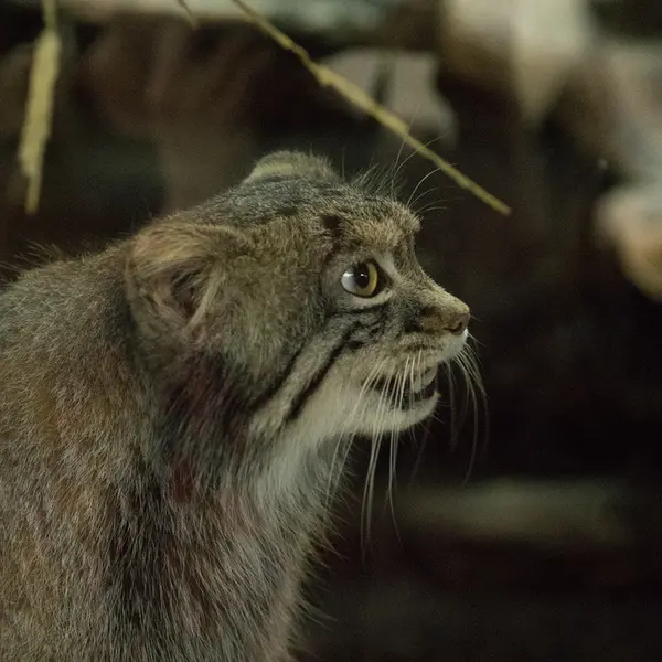 Фотография Фиги в Зоопарке Уено