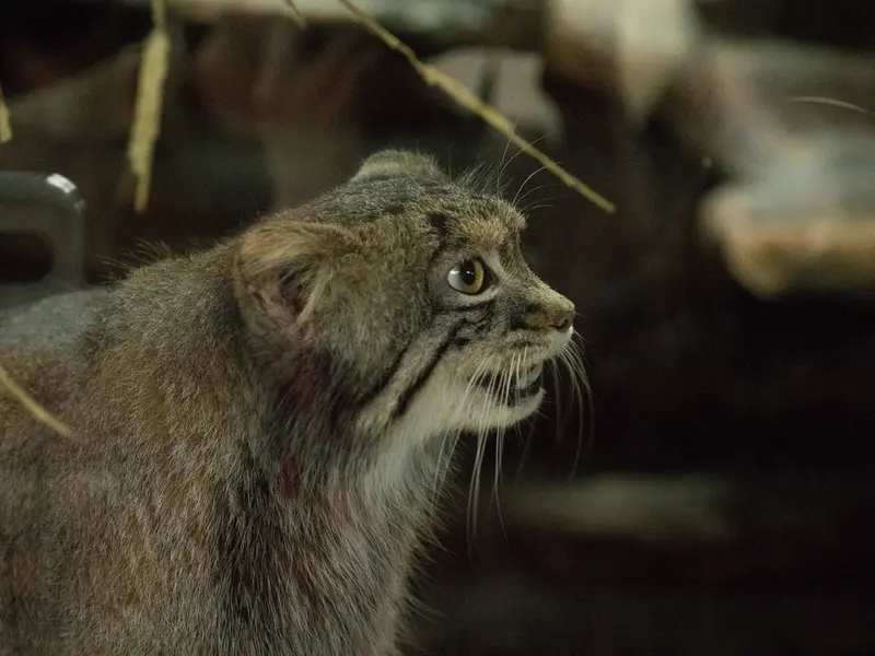 Фотография Фиги в Зоопарке Уено