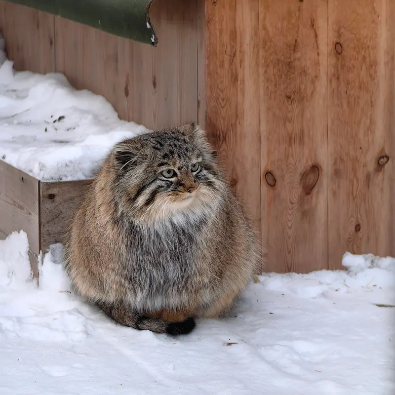 Фотография Лолошки 2024 Г.р. Ⅳ в Новосибирском Зоопарке