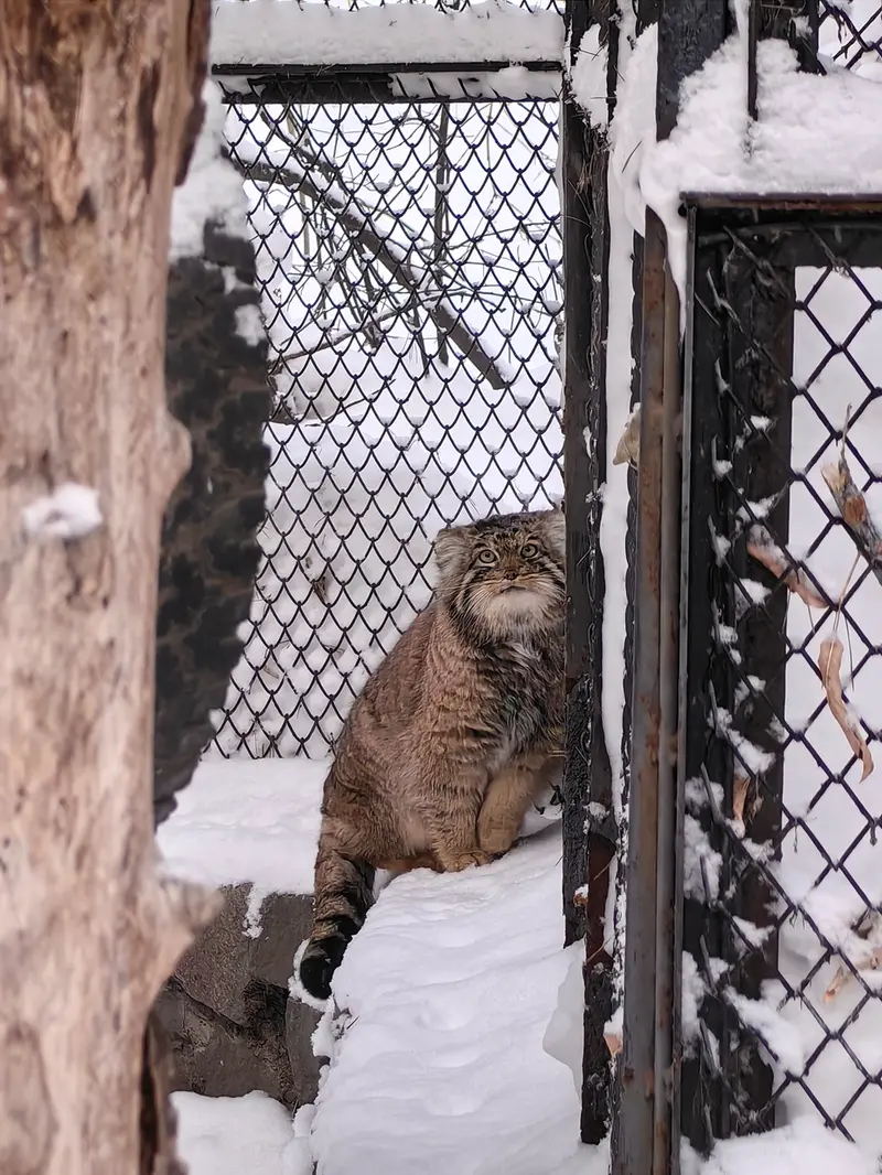 Фотография Ачи в Новосибирском Зоопарке
