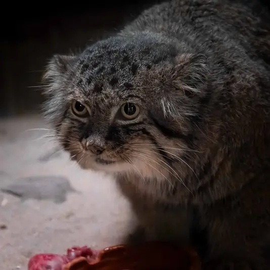 Фотография Долоо в Зоопарке Уено