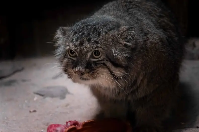 Фотография Долоо в Зоопарке Уено