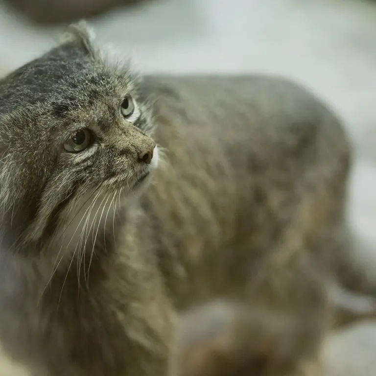 Фотография Клёна в Зоопарке Уено