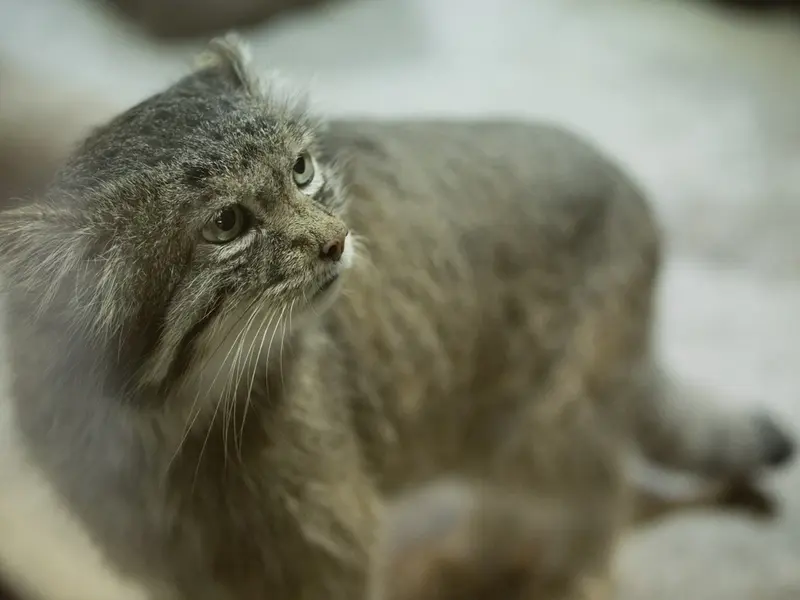 Фотография Клёна в Зоопарке Уено