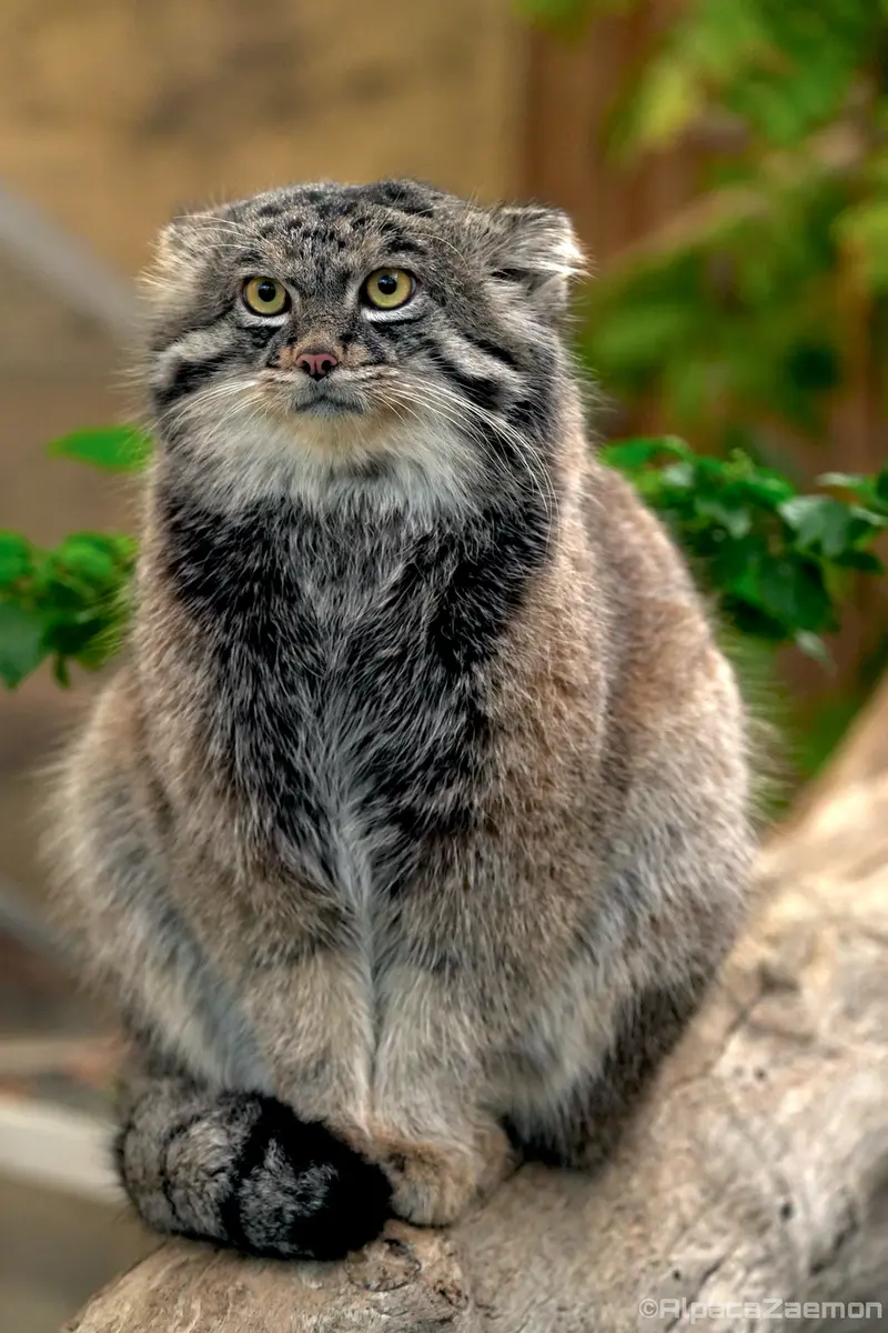 Фотография Нара в Царстве Животных Кобе