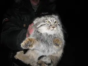Фотография с манулом