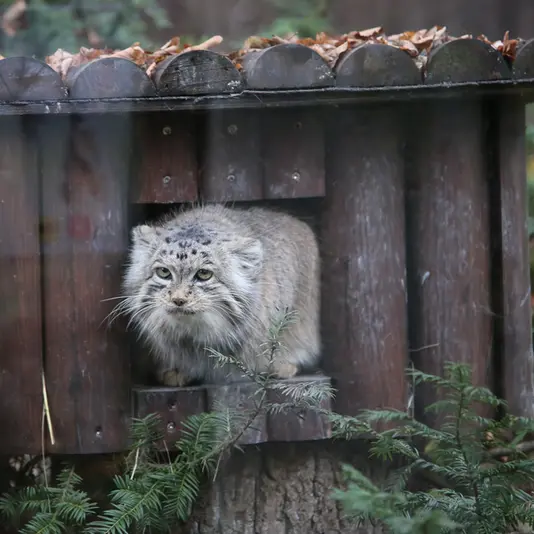 Фотография Мани в Познаньском Новом Зоопарке