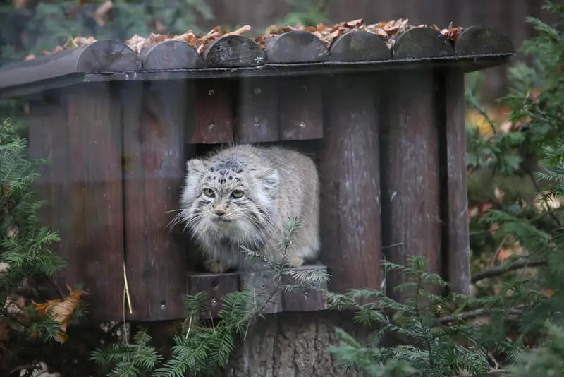 Фотография Мани в Познаньском Новом Зоопарке