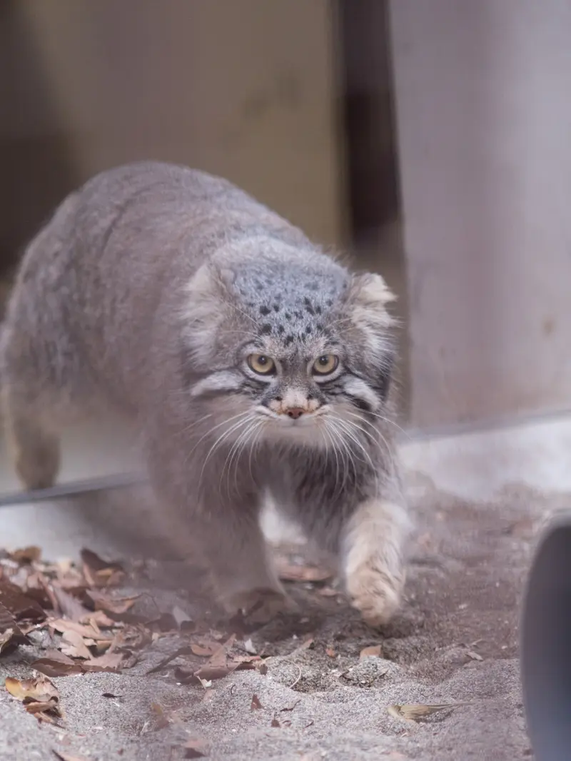 Фотография Фиги в Зоопарке Ногеяме