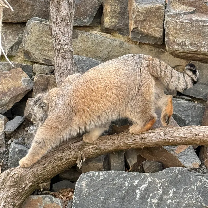 Фотография Спая в Пражском Зоопарке