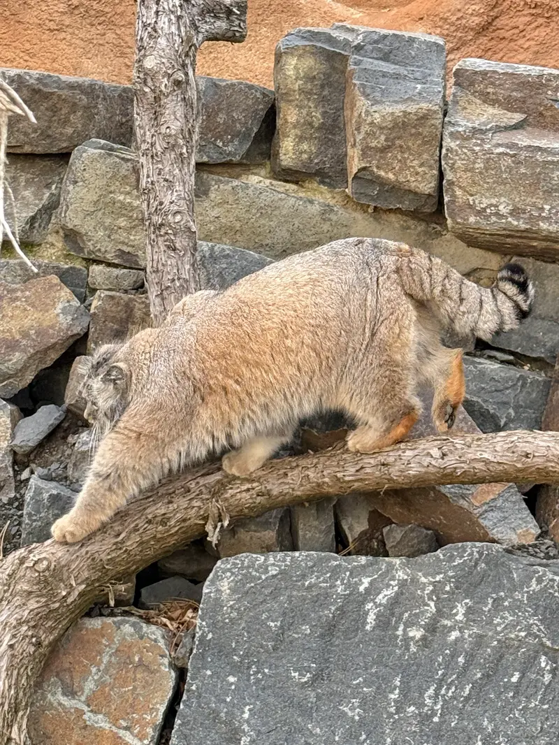 Фотография Спая в Пражском Зоопарке