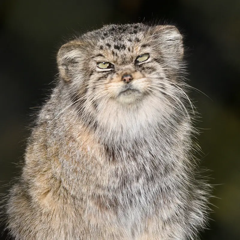 Фотография Джучи в Парке Диких Животных Хоулеттс