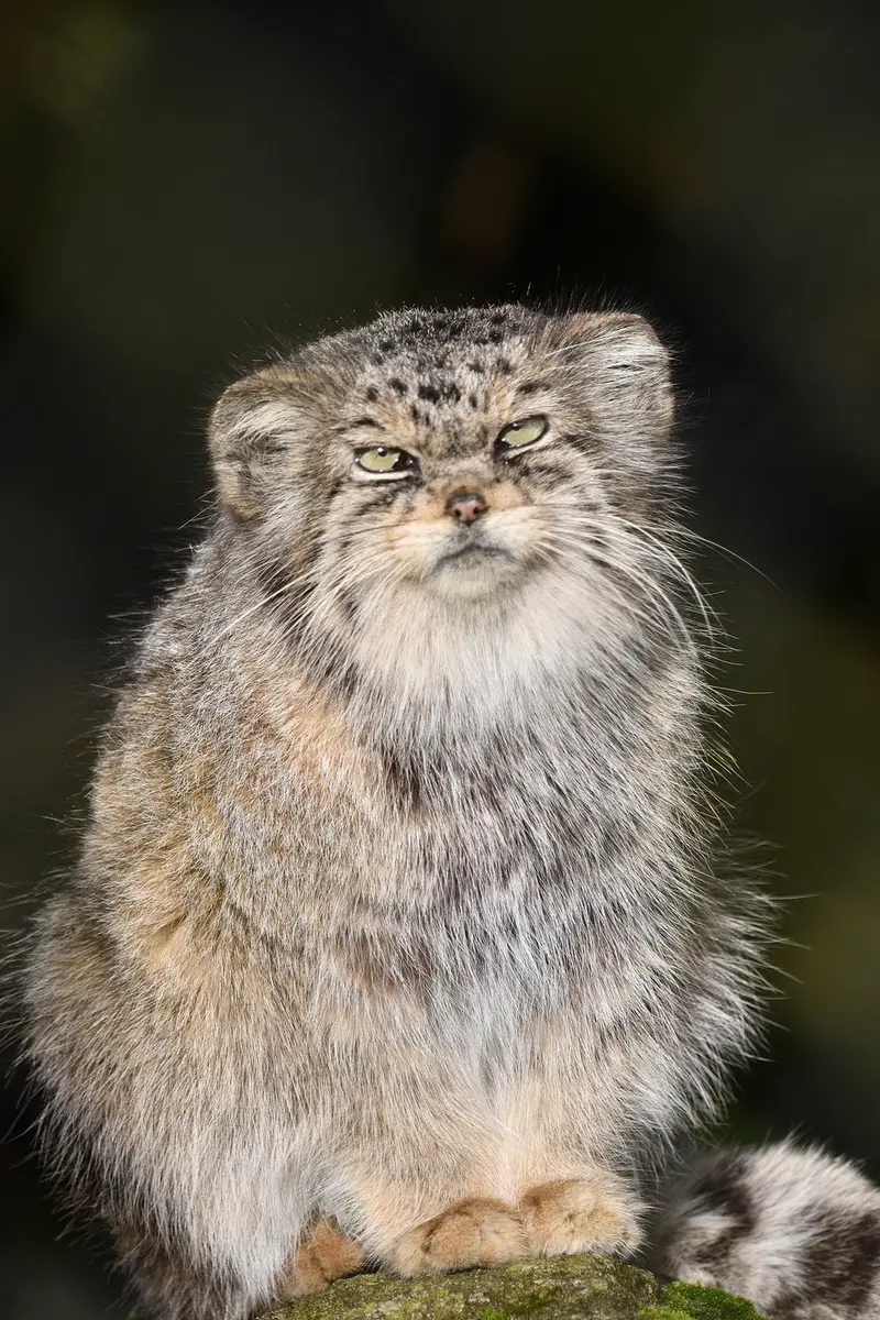 Фотография Джучи в Парке Диких Животных Хоулеттс