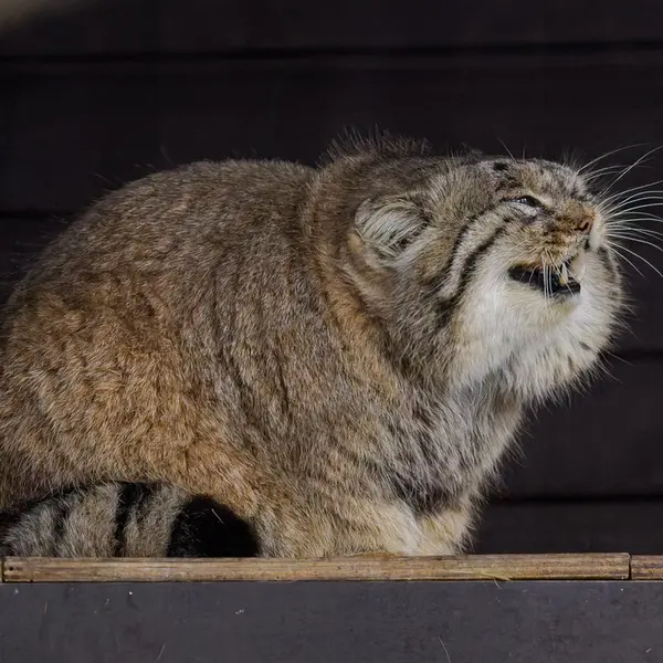 Фотография Музтау в Зоопарке Брно