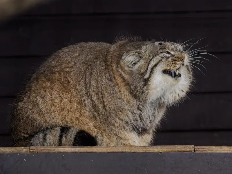Фотография Музтау в Зоопарке Брно