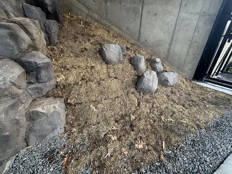 Фотография с манулом в Зоопарке Асахияма