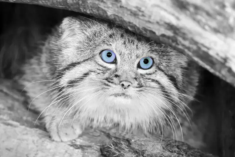 Фотография с манулом