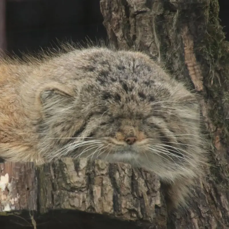 Фотография Музтау в Зоопарке Брно