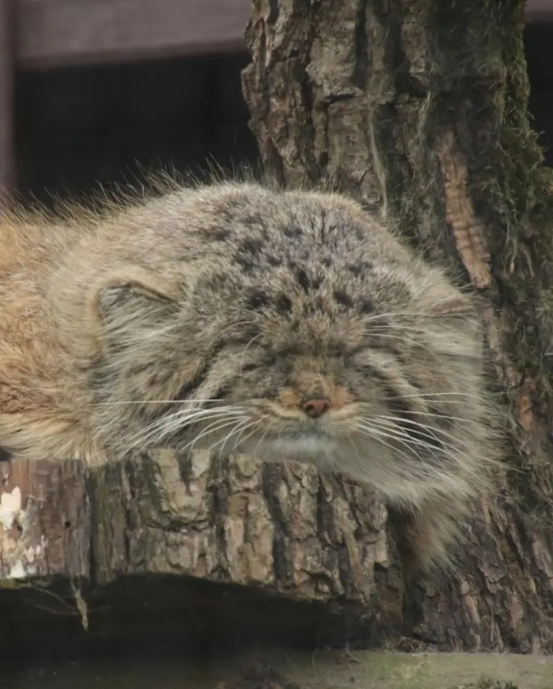 Фотография Музтау в Зоопарке Брно