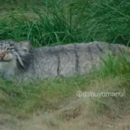 Фотография Фанфана в Чюшюйском Зоопарке