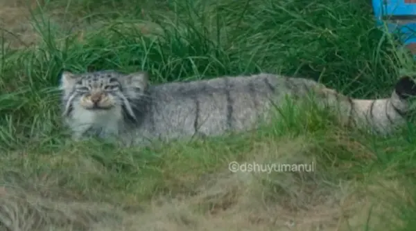 Фотография Фанфана в Чюшюйском Зоопарке