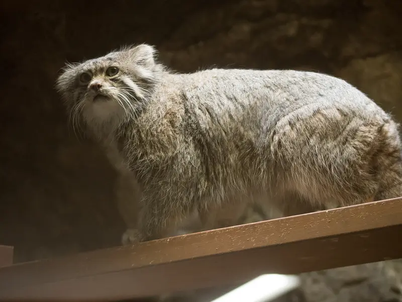 Фотография Клёна в Зоопарке Уено