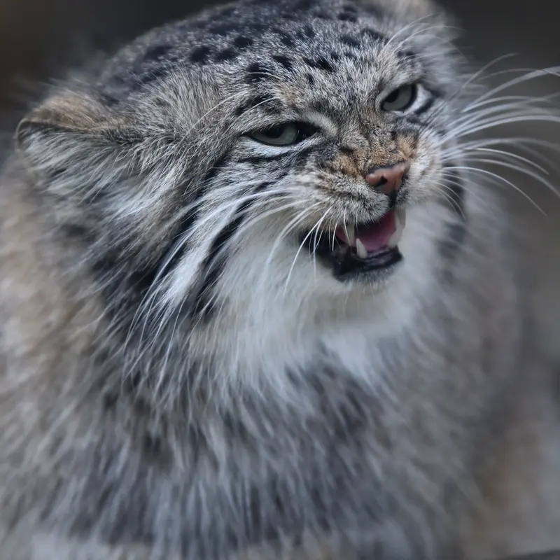 Фотография Аз в Царстве Животных Кобе