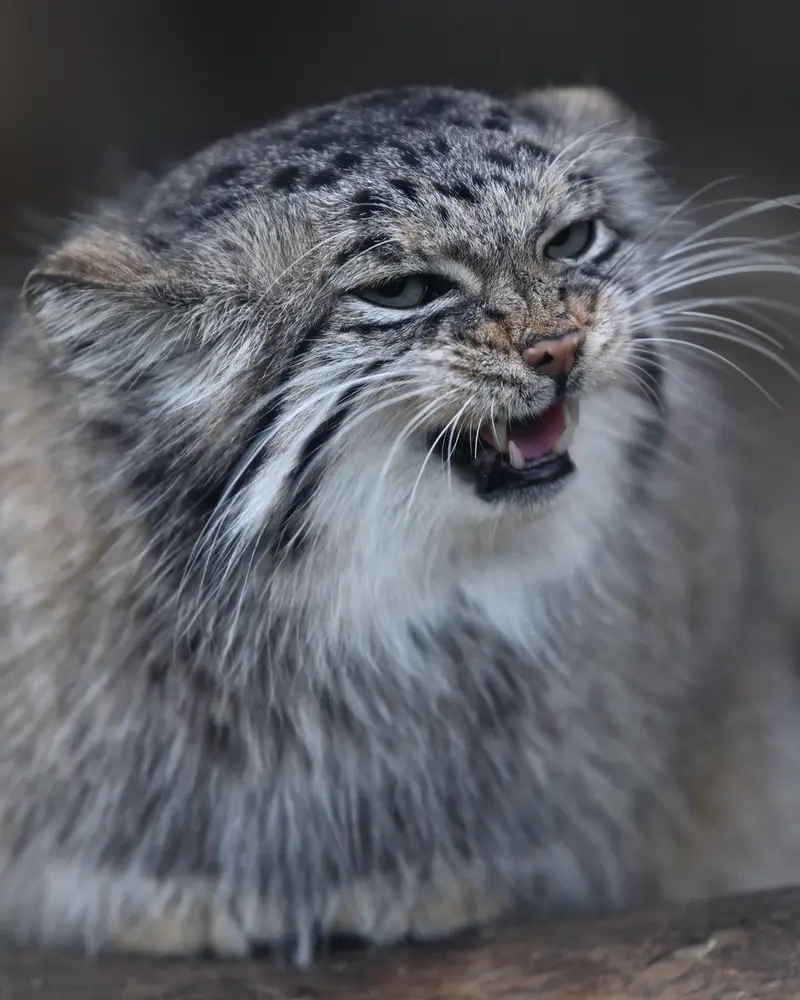 Фотография Аз в Царстве Животных Кобе