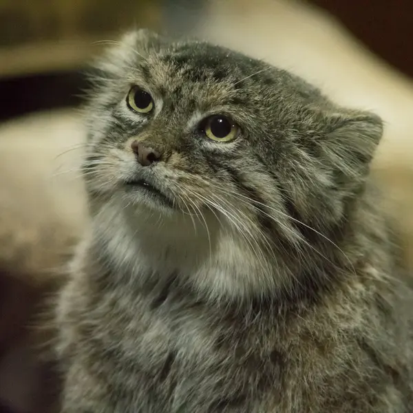 Фотография Примулы в Зоопарке Уено