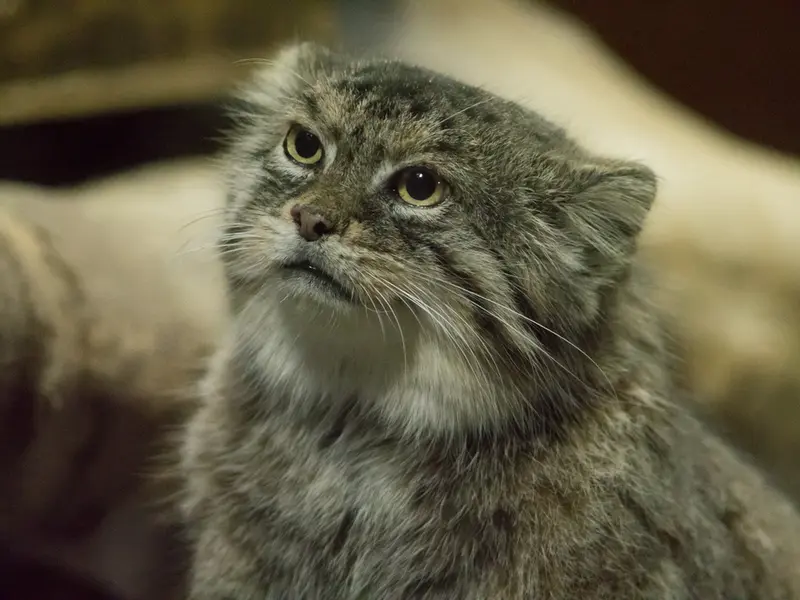 Фотография Примулы в Зоопарке Уено