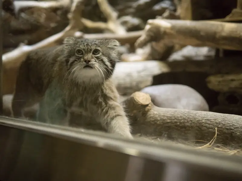 Фотография Клёна в Зоопарке Уено