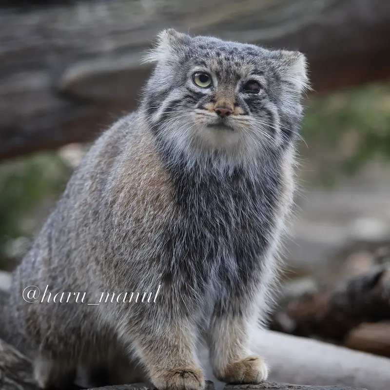 Фотография Абрикос в Царстве Животных Насу