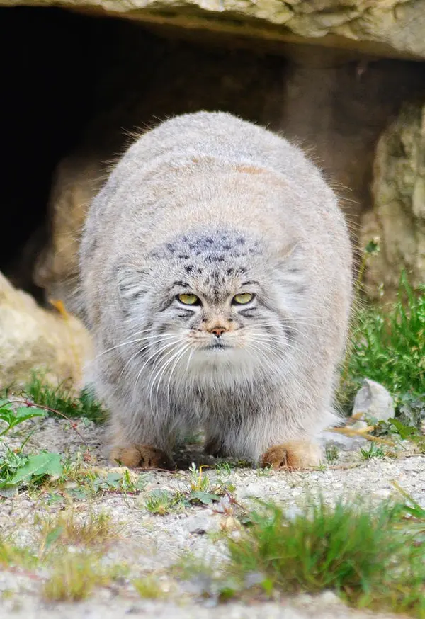 Фотография Кары в Парке диких животных Порт-Лимпн