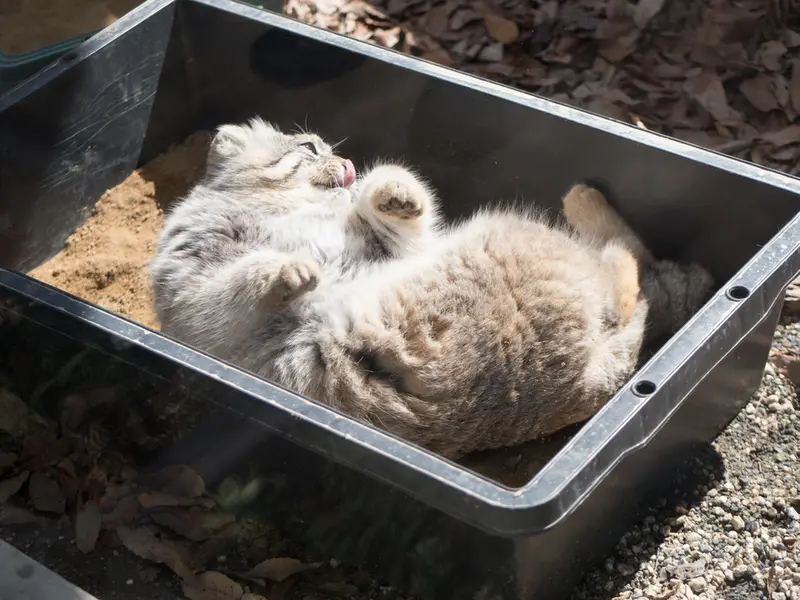 Фотография Лотоса в Детском зоопарке Сайтама