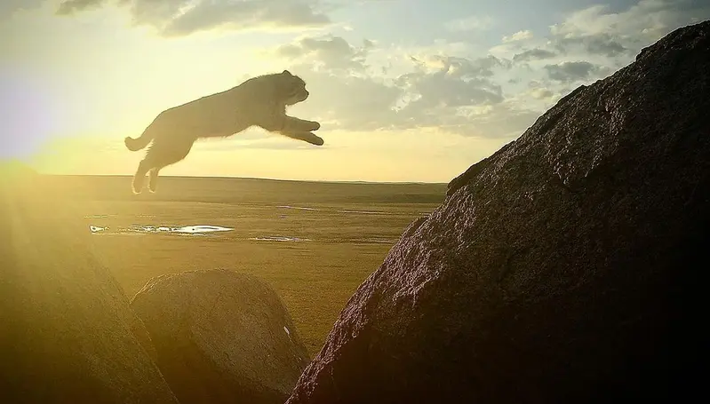 Фотография с манулом