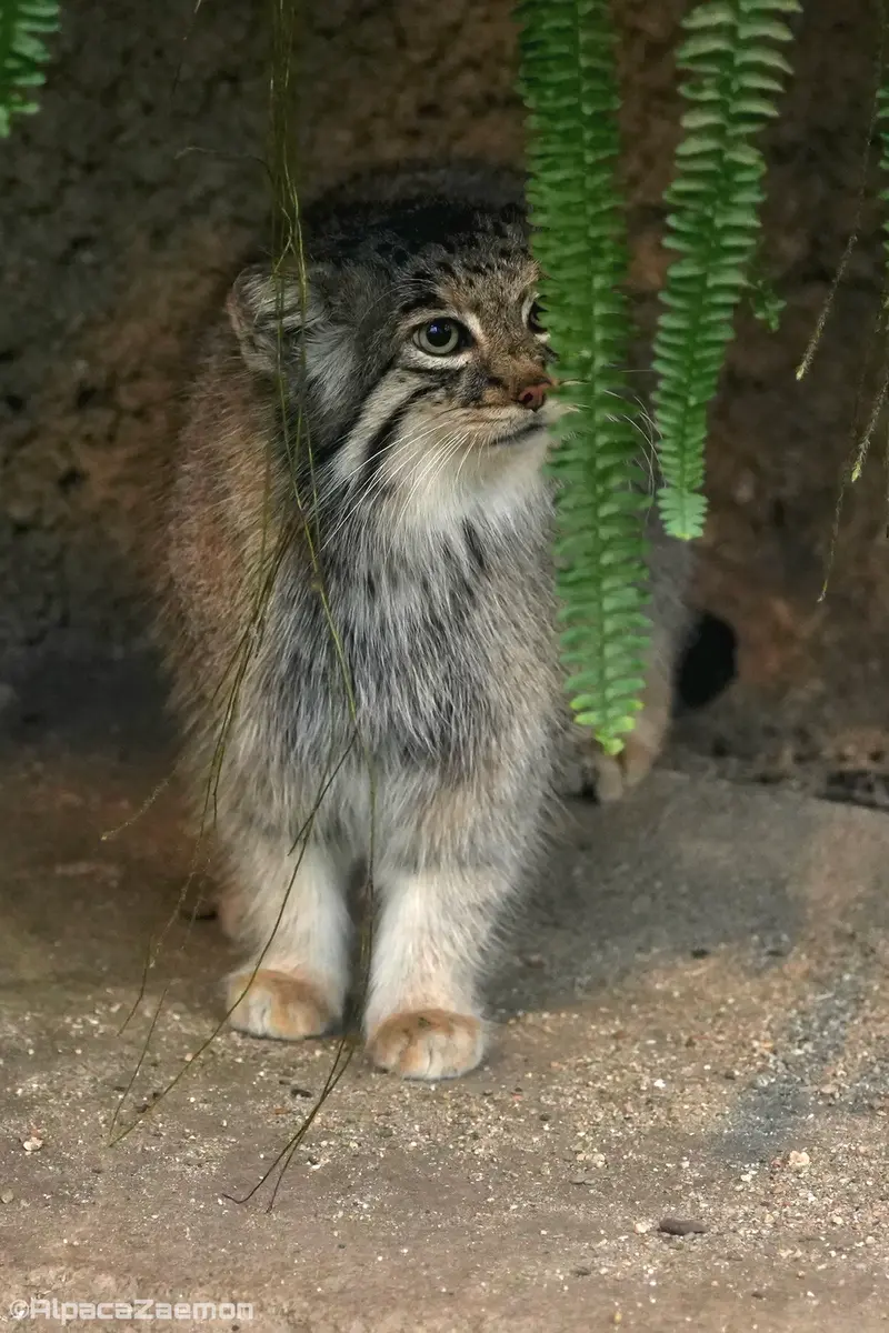 Фотография Аз в Царстве Животных Кобе