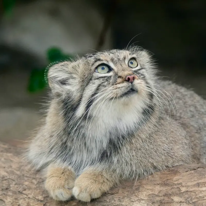 Фотография Аз в Царстве Животных Кобе