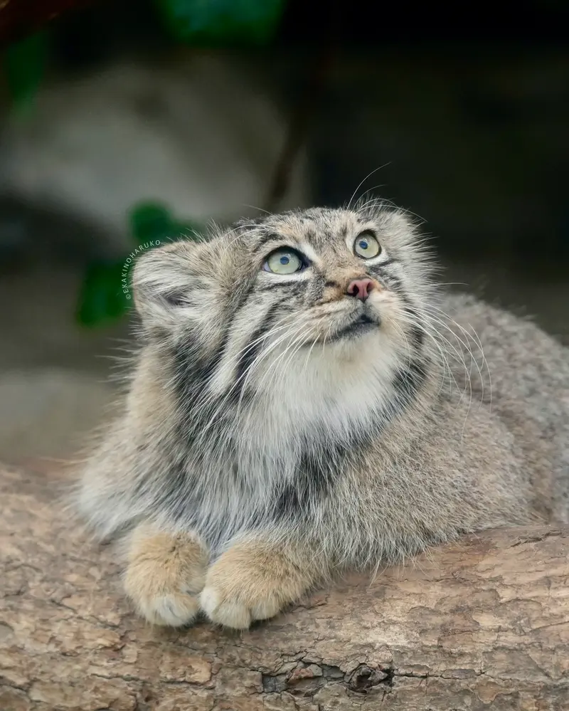 Фотография Аз в Царстве Животных Кобе