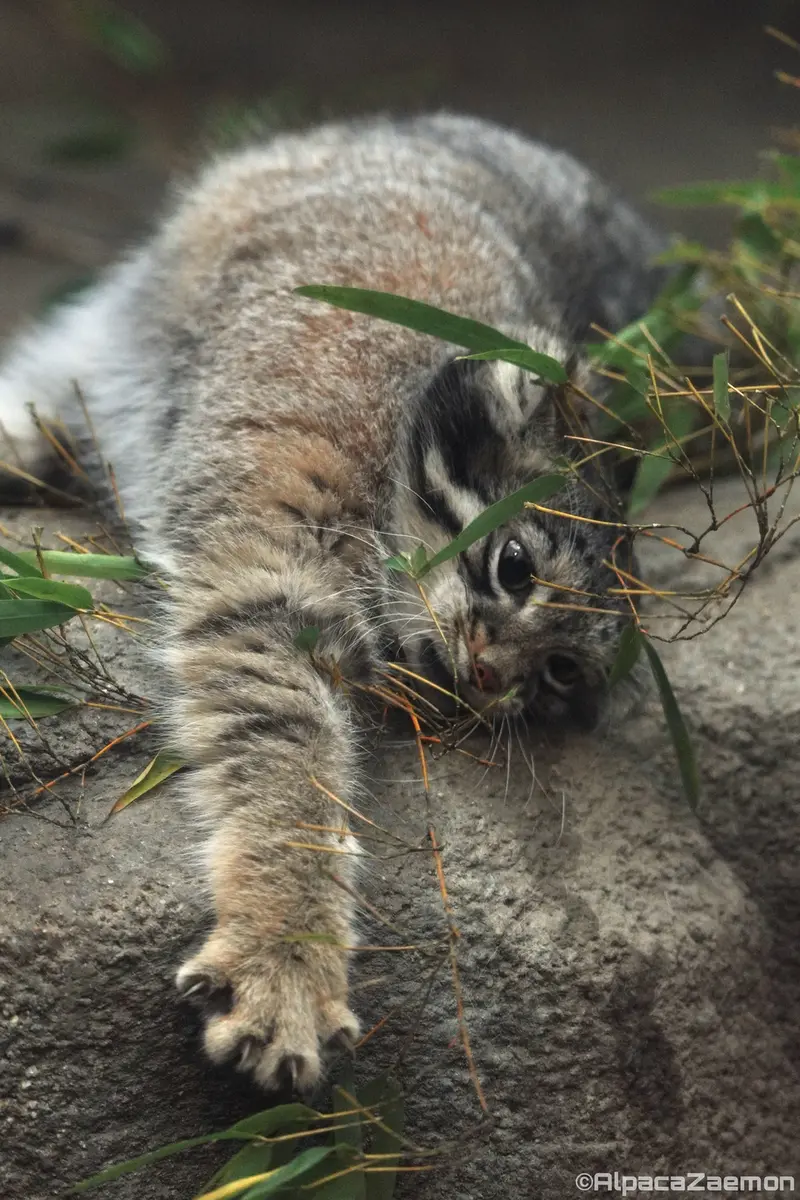 Фотография Ото в Царстве Животных Кобе