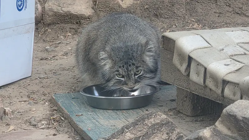 Фотография с манулом