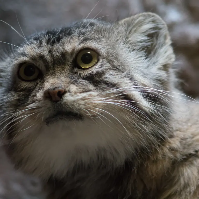 Фотография Примулы в Зоопарке Уено