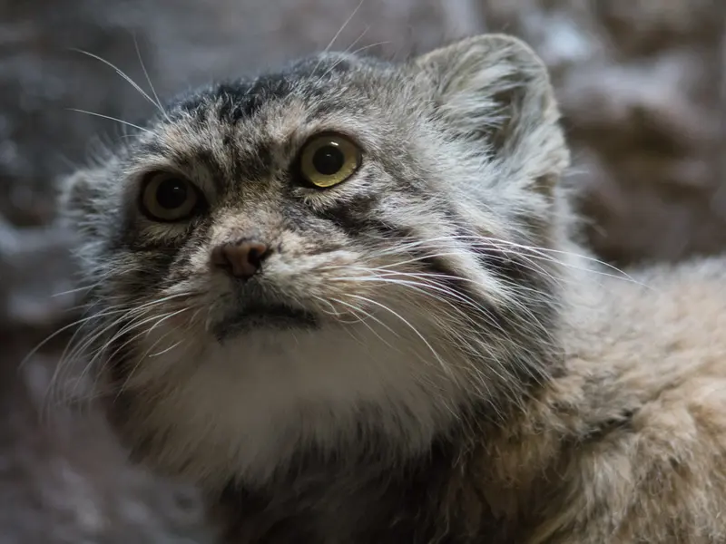 Фотография Примулы в Зоопарке Уено