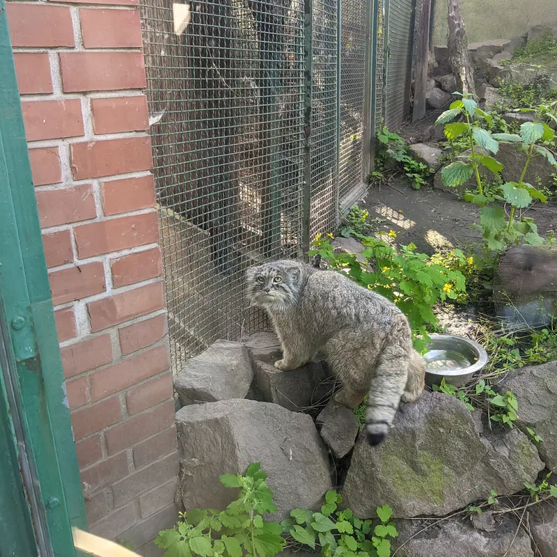 Фотография Бохуша в Будапештском Зоопарке