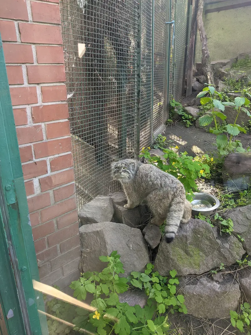 Фотография Бохуша в Будапештском Зоопарке