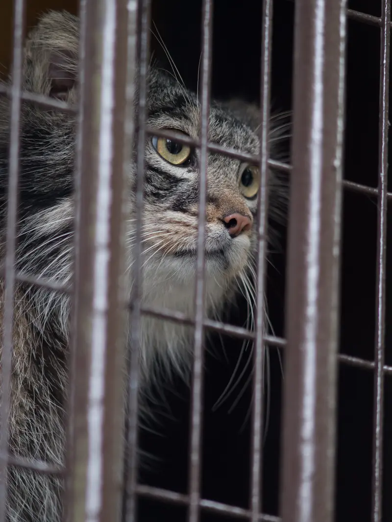 Фотография Фиги в Зоопарке Ногеяме